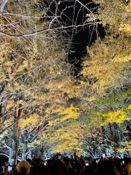 PLATINUM柏　国営昭和記念公園で紅葉を見てきました♪